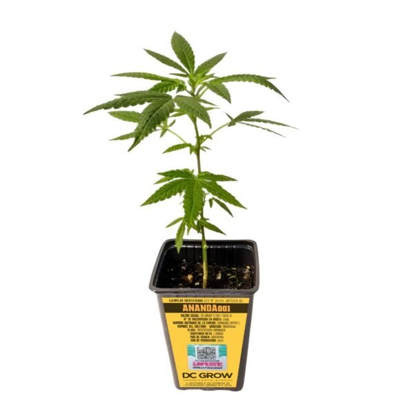 Plantin Anandamida - Ananda001 - Cannabis INASE