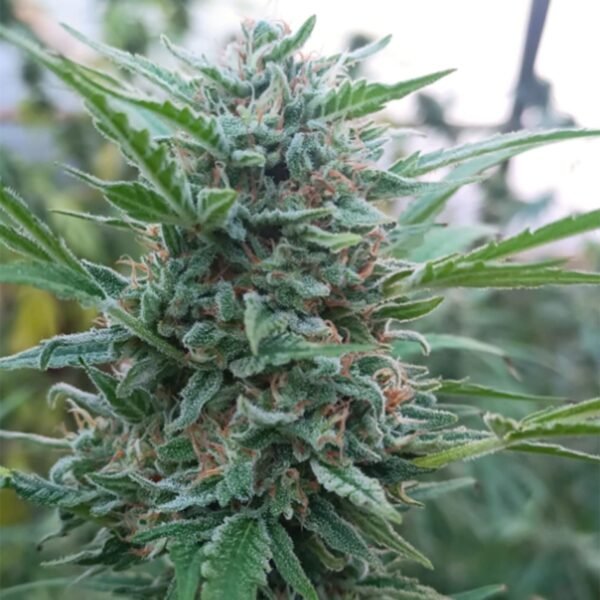 Semillas Kame Seeds - 9001 x4 - Feminizadas - Cannabis INASE - Imagen 3