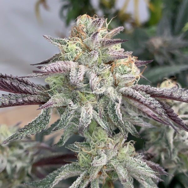 Semillas Shuga - Celosa X5 - Regulares - Cannabis INASE - Imagen 3