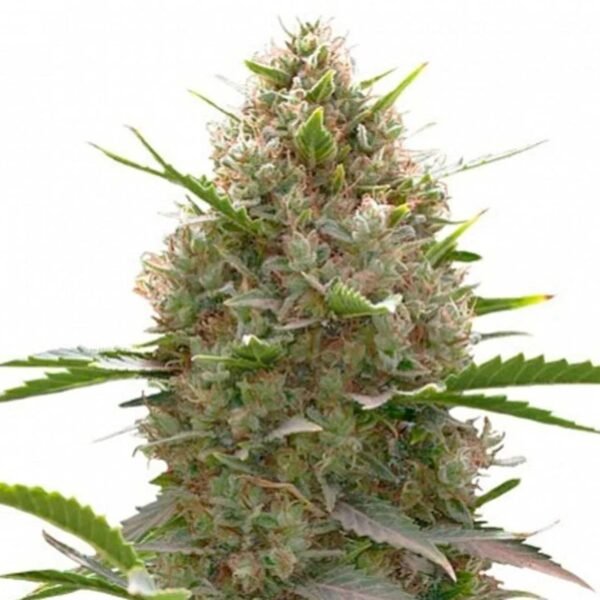 Semillas Family Grower - Chem Felix x3 - Automáticas - Cannabis INASE - Imagen 3