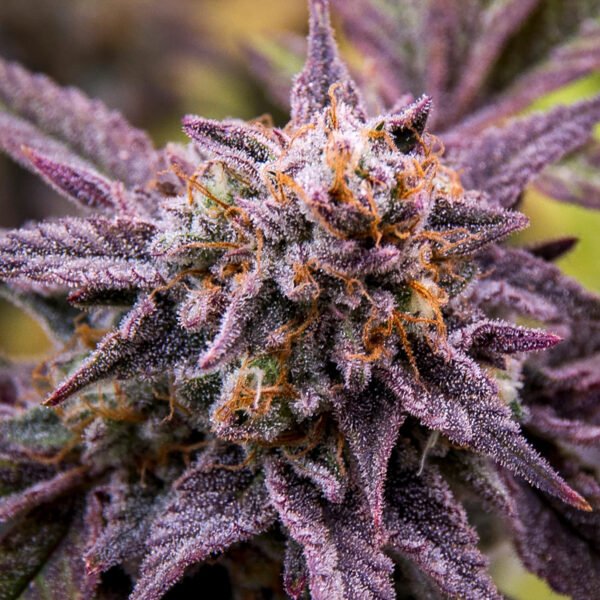 Semillas 1439 - CH1439XMT Choco OG x3 - Feminizadas - Cannabis INASE - Imagen 3