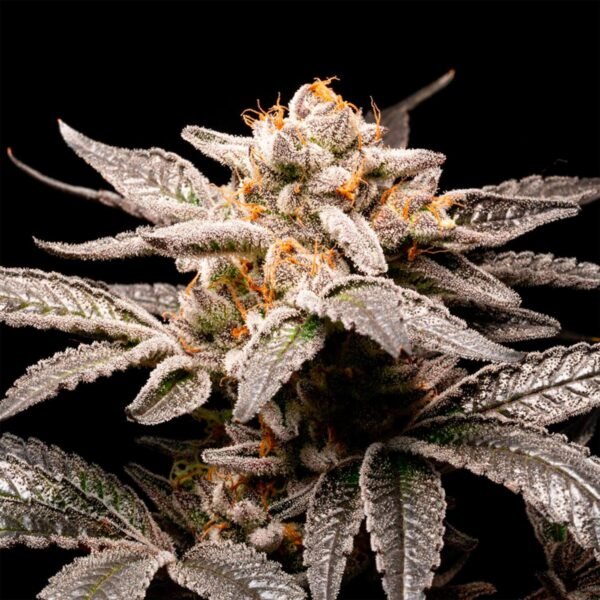 Semillas R-Kiem - Fancy Gummy X3 - Feminizadas - Cannabis INASE - Imagen 3