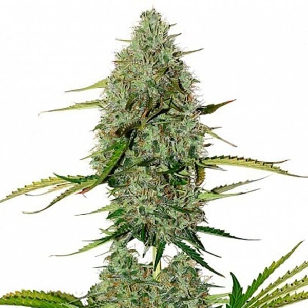 Semillas Family Grower - Kali Felix x6 - Automáticas - Cannabis INASE - Imagen 3