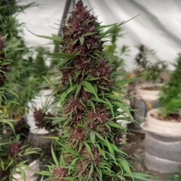 Semillas Family Grower - La Messias x5 - Feminizadas -  Cannabis INASE - Imagen 3