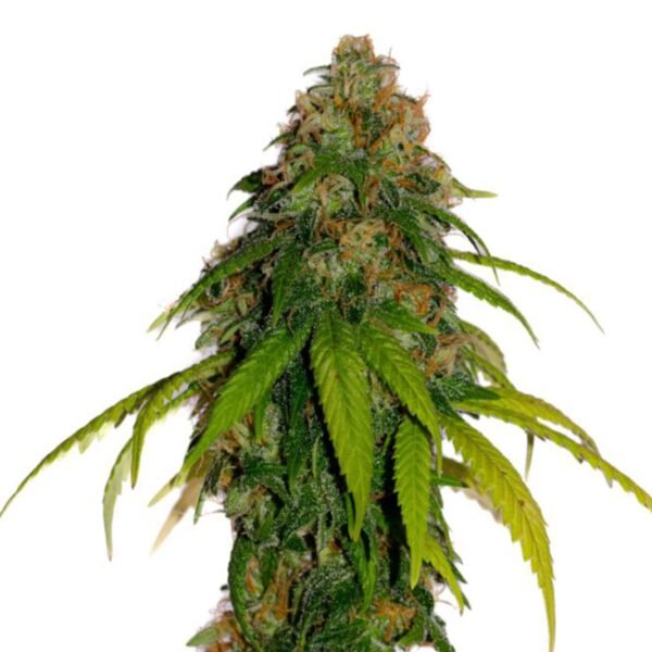 Semillas La Maga - Onora x4 + 1 - Feminizadas - Cannabis INASE - Imagen 3