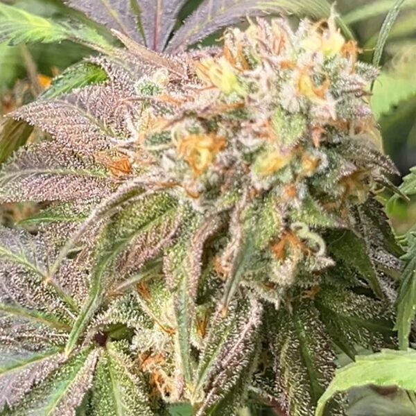 Semillas Billy Seeds - BSOD74 x3 - Feminizadas Fotoperiódicas - Cannabis INASE - Imagen 3