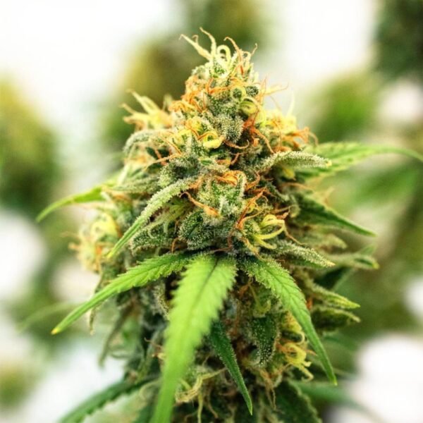 Semillas La Maga - Santanesia x4 + 1 - Feminizadas - Cannabis INASE - Imagen 3