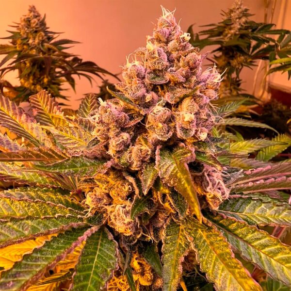 Semillas Sweed Lab - Tropicana WFC X4 - Feminizadas - Cannabis INASE - Imagen 3